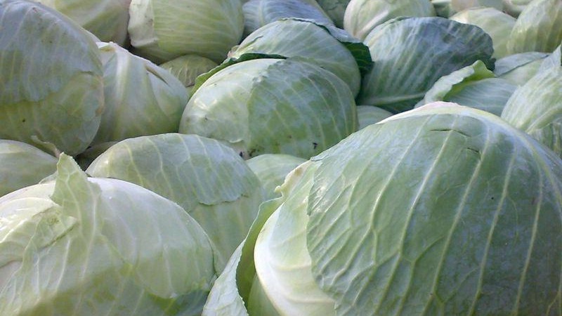 High-yielding variety of Belarusian cabbage: description and characteristics
