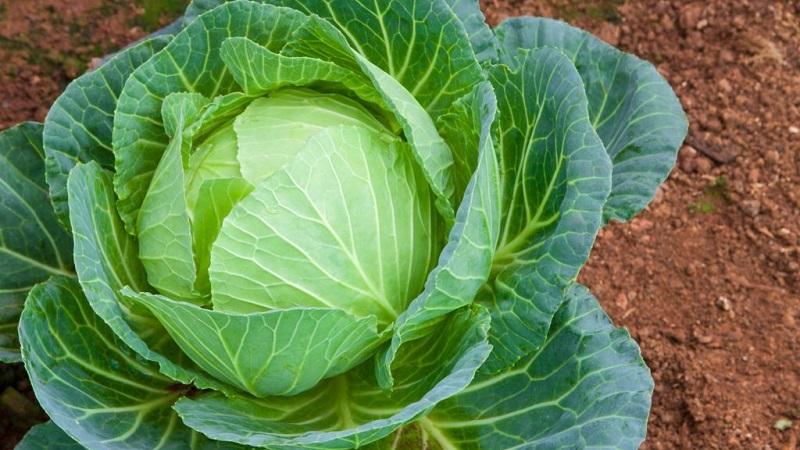 High-yielding variety of Belarusian cabbage: description and characteristics