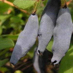 Fuso azul da variedade de madressilva: descrição da variedade, plantio e cuidados
