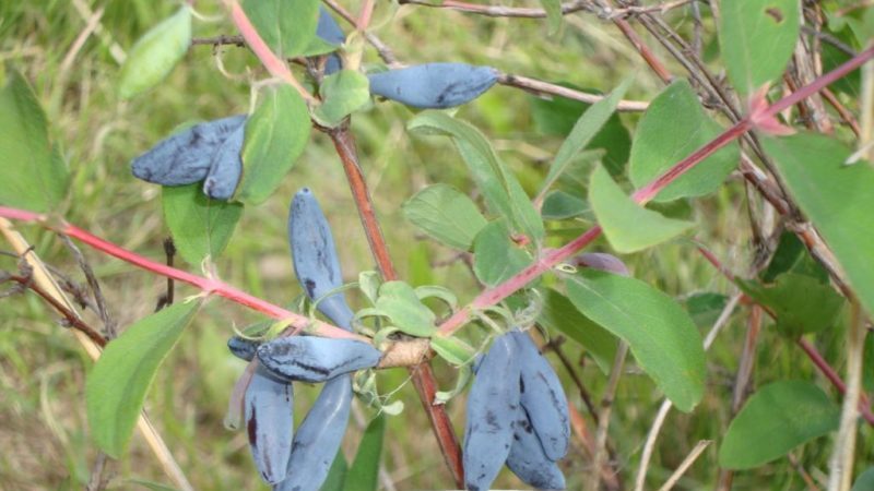 Ang iba't ibang mga honeysuckle Blue spindle: iba't ibang paglalarawan, pagtatanim at pangangalaga
