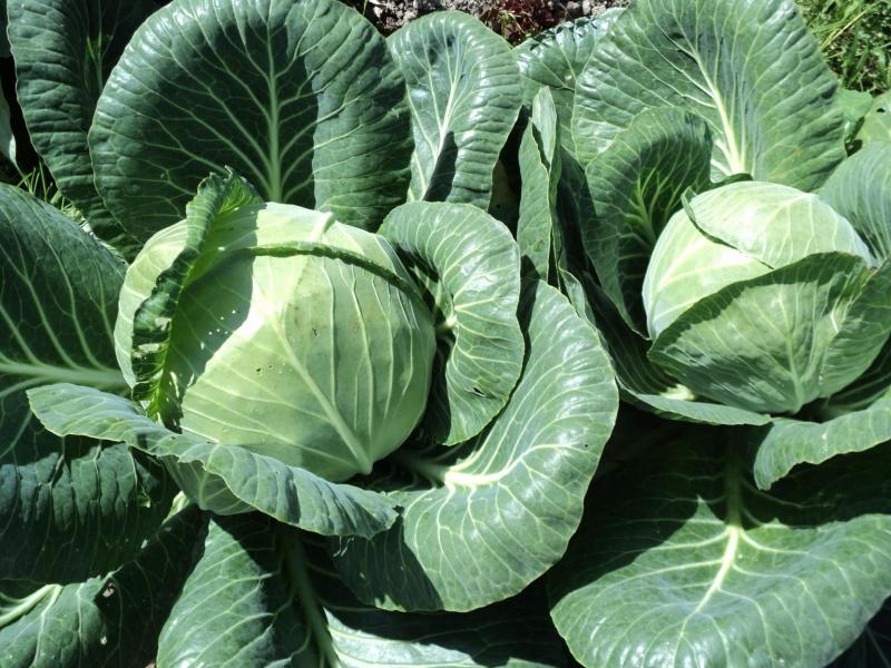 Features of planting and growing a hybrid of Rinda cabbage f1