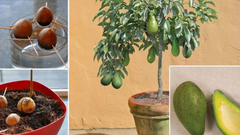 Најбољи начини да се авокадо дозријева код куће брзо и лако