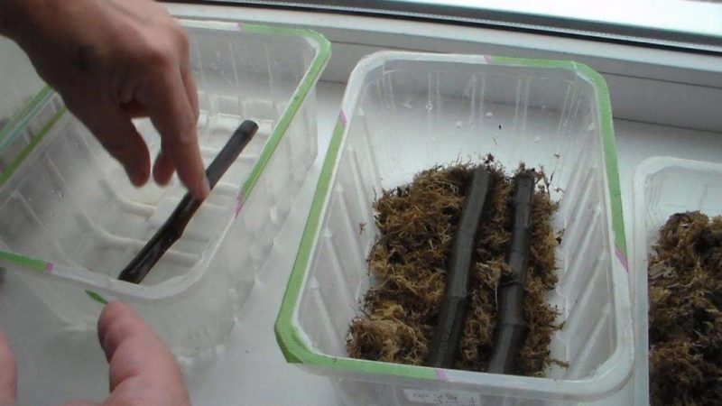 Einfache Möglichkeiten, Feigen durch Stecklinge zu Hause zu vermehren