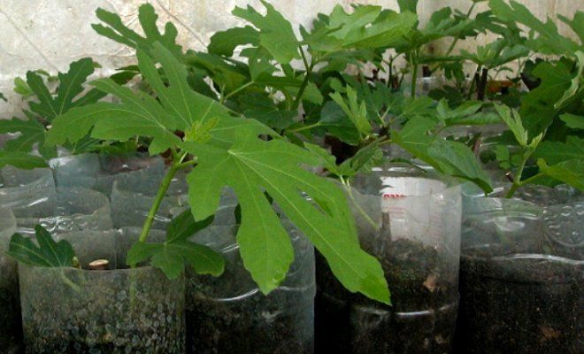 Simple ways to propagate figs by cuttings at home