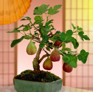 Прости начини за размножаване на смокини чрез резници у дома