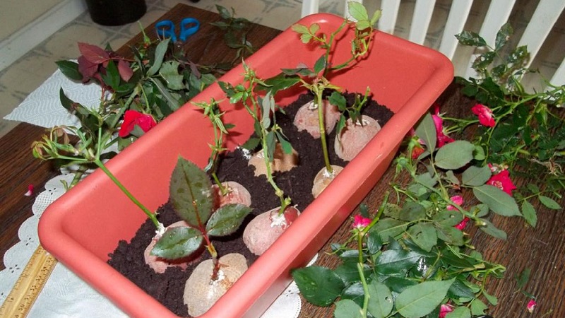 تعليمات لبائعي الزهور المبتدئين: كيفية استئصال وردة من باقة في المنزل