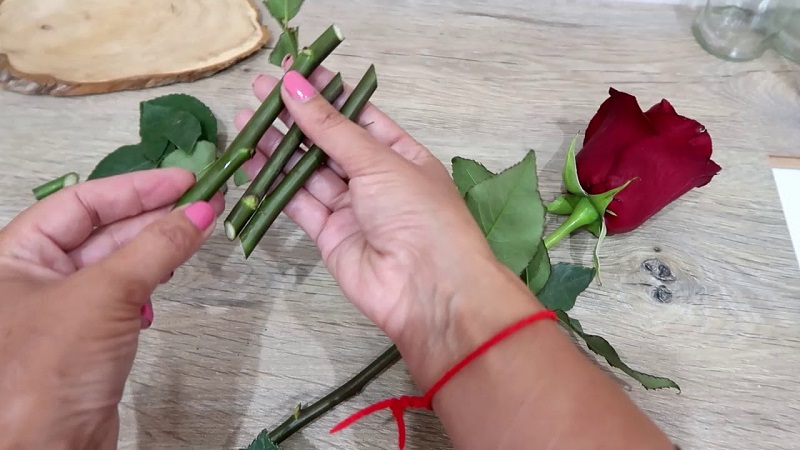 Instruções para floristas iniciantes: como enraizar uma rosa de um buquê em casa