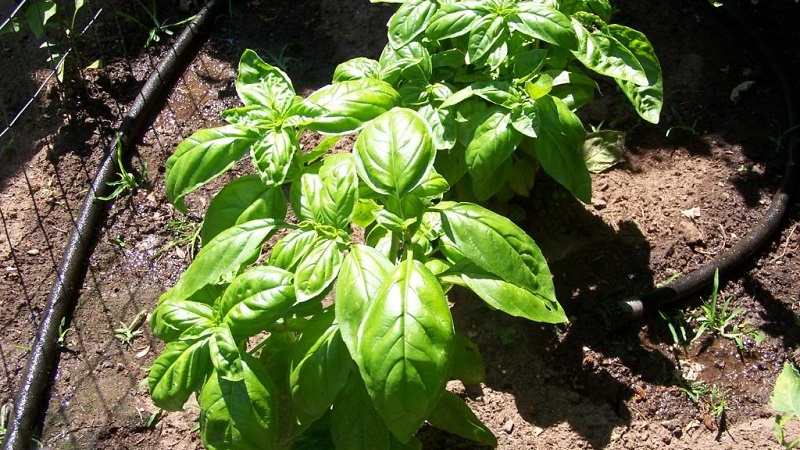 Finding out why basil turns yellow and eliminating the problem effectively