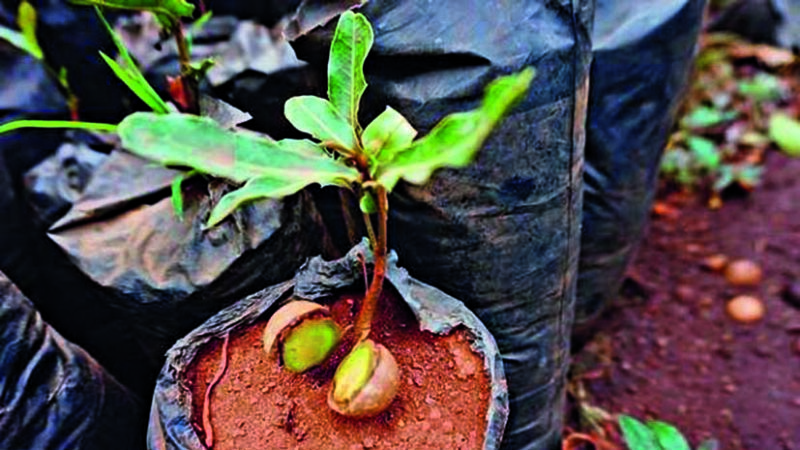 Comment faire pousser de la macadamia aux noix à la maison