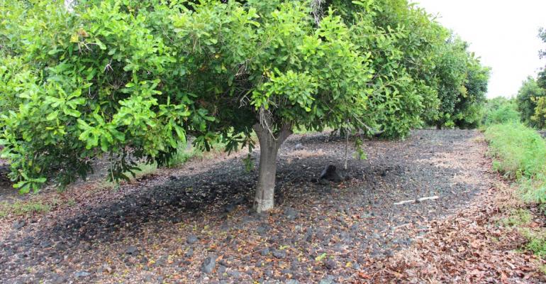 Hoe je thuis notenmacadamia kunt kweken