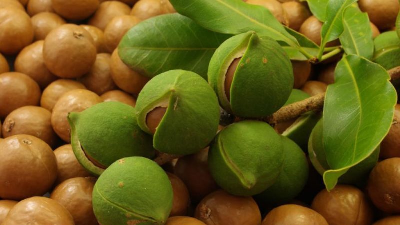 Wie man zu Hause Nuss-Macadamia anbaut