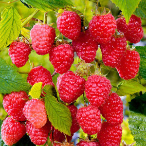 Ano ang mga pinaka-produktibong uri ng mga raspberry