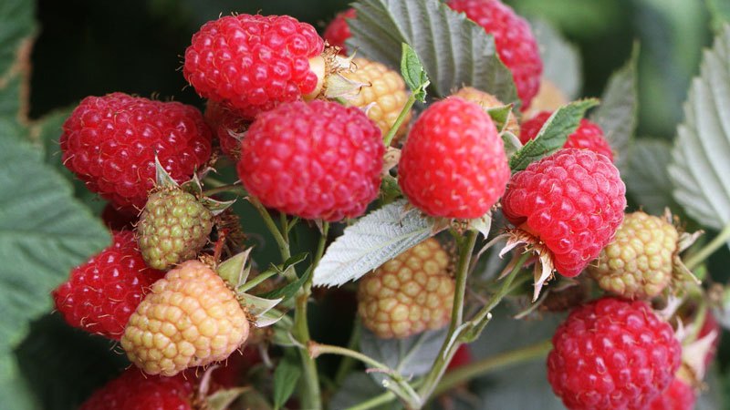 Ano ang mga pinaka-produktibong uri ng mga raspberry