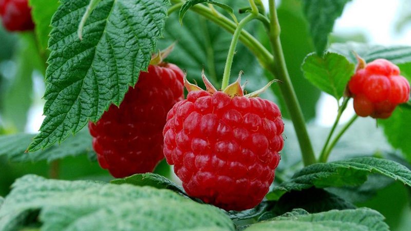 What are the most productive varieties of raspberries