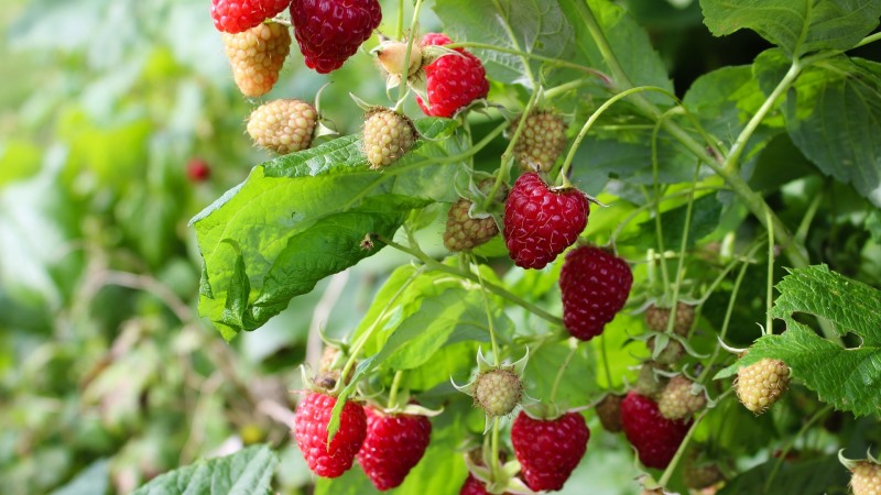 What are the most productive varieties of raspberries