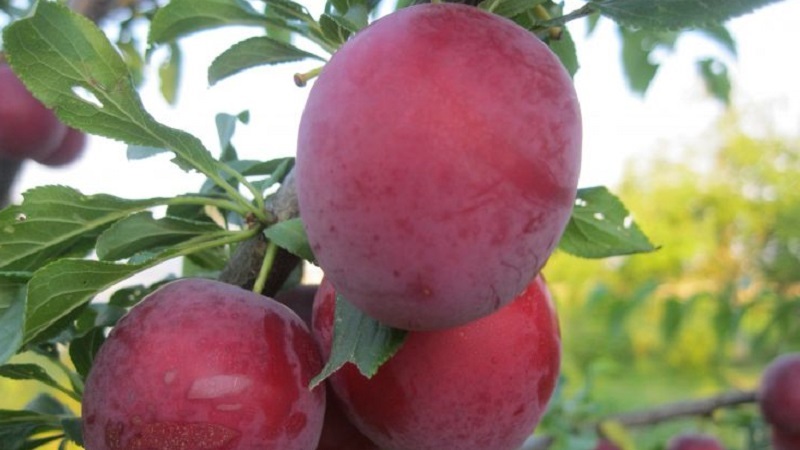 Las mejores variedades de ciruela cereza para la región de Moscú.