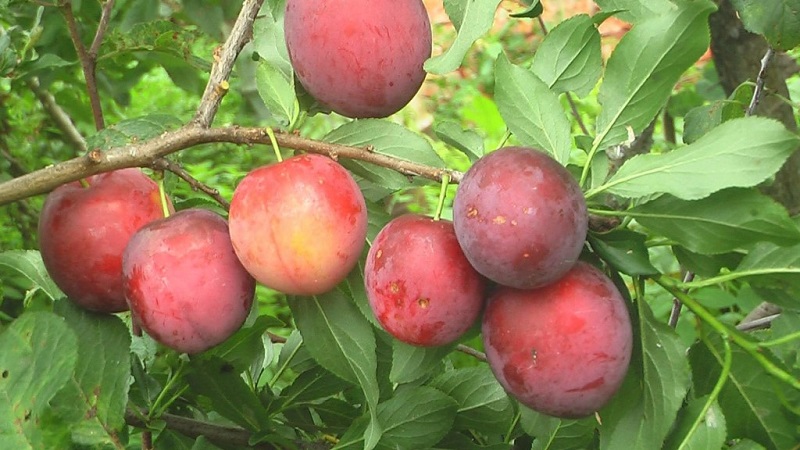 Ang pinakamagandang uri ng cherry plum para sa rehiyon ng Moscow
