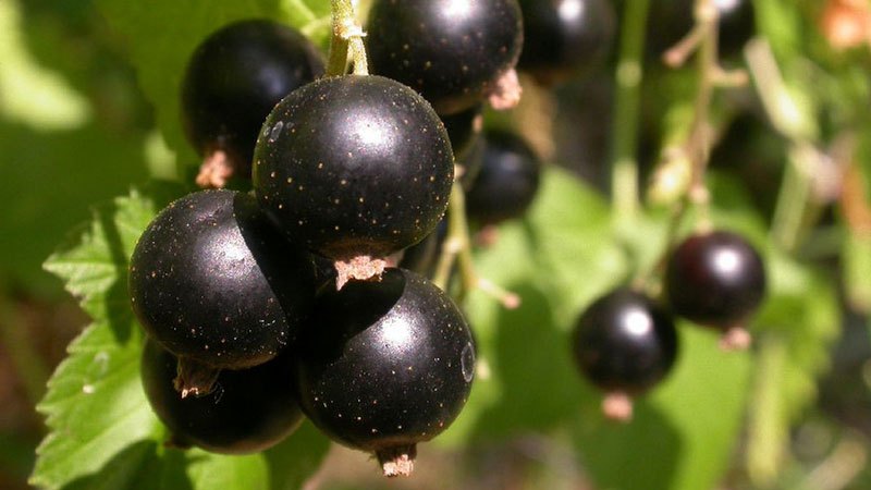 As melhores variedades de groselha preta para a Rússia central e a região do Médio Volga