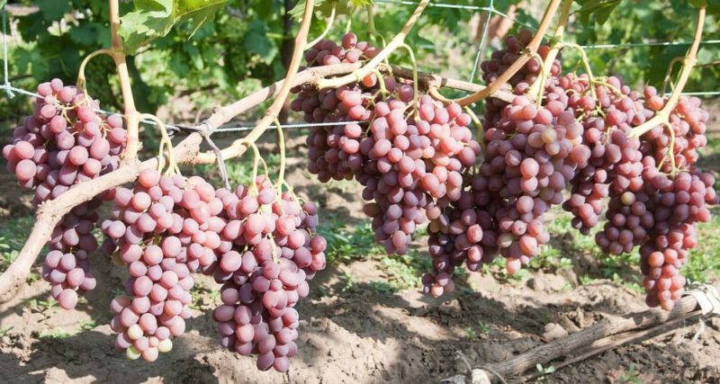 Características do cultivo de uvas na Líbia