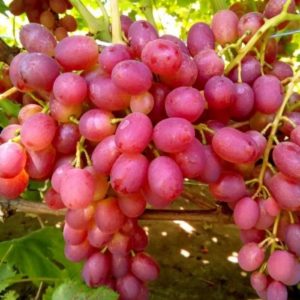 Características do cultivo de uvas na Líbia