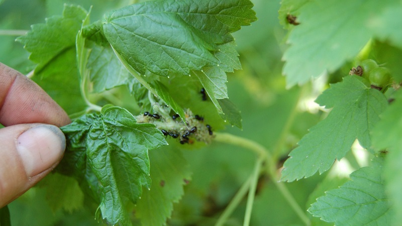 Why currant bushes dry and what to do to solve the problem