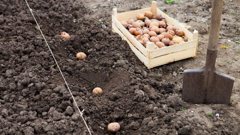 Nieuwe manieren om aardappelen te planten en verzorgingsfuncties