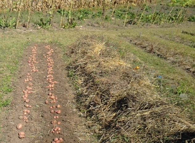 طرق جديدة لزراعة البطاطس وميزات العناية