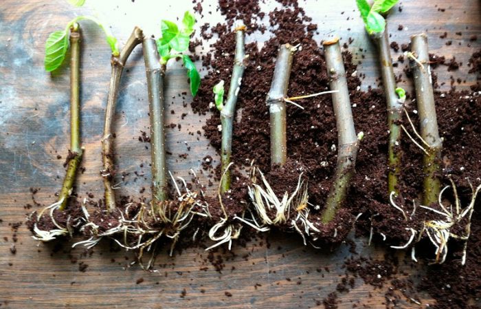 Maneiras simples de propagar figos por meio de mudas em casa