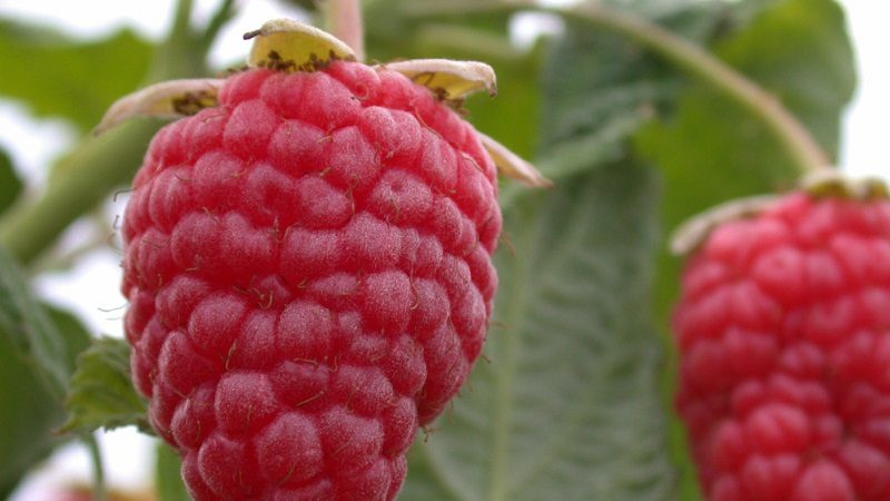 The best varieties of remontant raspberries for the Moscow region