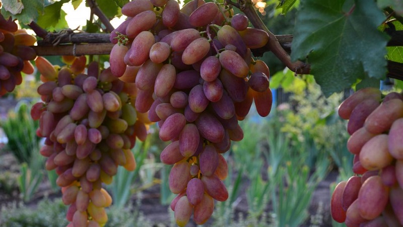 متطلبات أصناف العنب لسيبيريا ولمحة عامة عن أفضلها