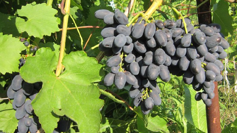 Quais variedades de uvas são adequadas para a Crimeia