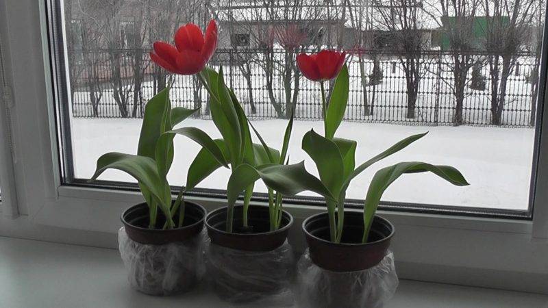 Como cultivar adequadamente tulipas em um vaso em casa