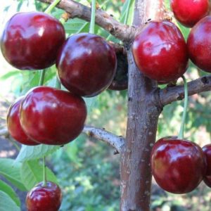 The best cherry varieties for central Russia