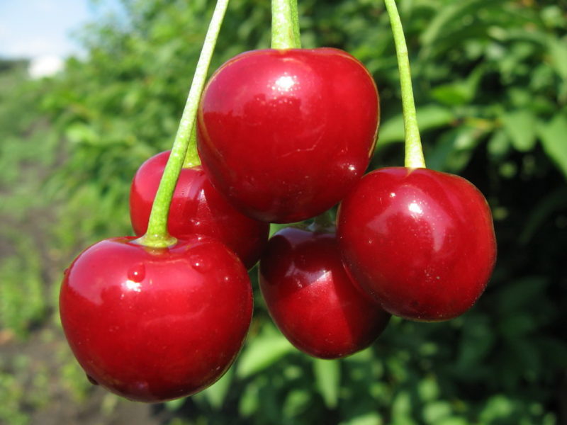 Ang pinakamahusay na mga cherry varieties para sa gitnang Russia