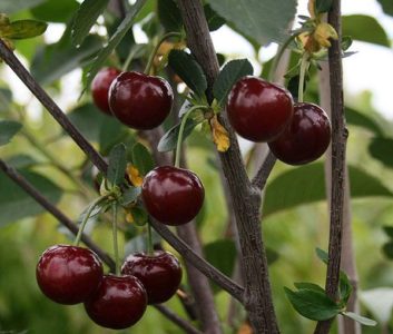 As melhores variedades de cereja para a Rússia central