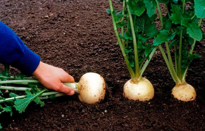 Lumalaki at nagmamalasakit sa mga turnip sa bukas na larangan