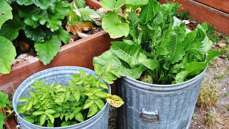Οδηγίες για τη σωστή καλλιέργεια χρένου στο δικό σας οικόπεδο