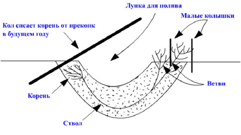 Plantation et entretien du chèvrefeuille dans la région de Moscou