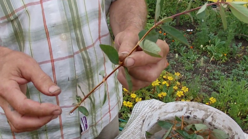 Không khéo léo trong việc trồng nhiều loại cây kim ngân hoa Blue Bird