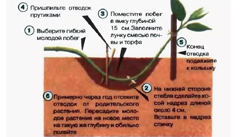 Madressilva madressilva (liana perfumada): descrição, métodos de reprodução, nuances de cuidado