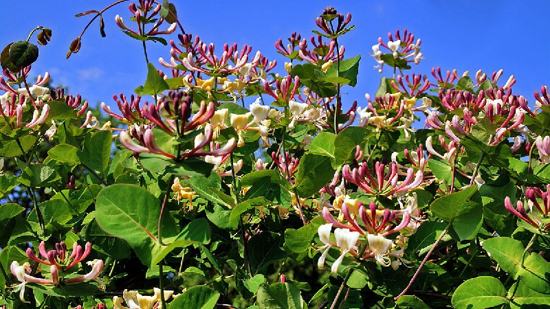 Madressilva madressilva (liana perfumada): descrição, métodos de reprodução, nuances de cuidado