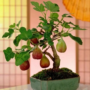 Instructions for growing figs at home from a seed or sprout