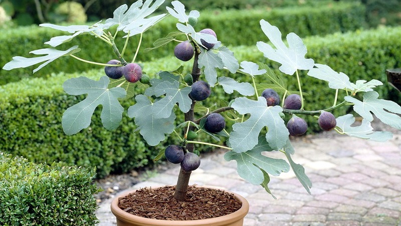 Instructions for growing figs at home from a seed or sprout
