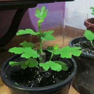 Instruções para o cultivo de figos em casa a partir de uma semente ou broto