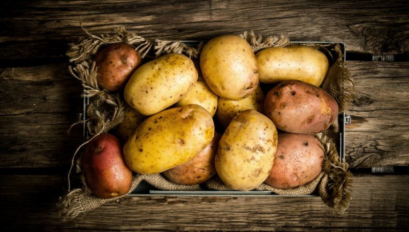 O que é uma batata e a que família pertence, uma descrição completa com uma foto