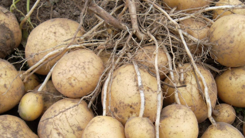ما هي البطاطس وما هي العائلة التي تنتمي إليها ، وصف كامل مع صورة