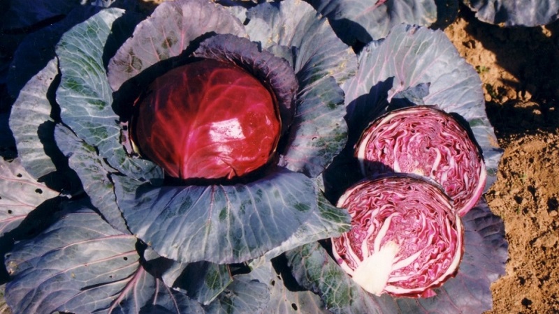 Varieties and types of cabbage with photos and descriptions