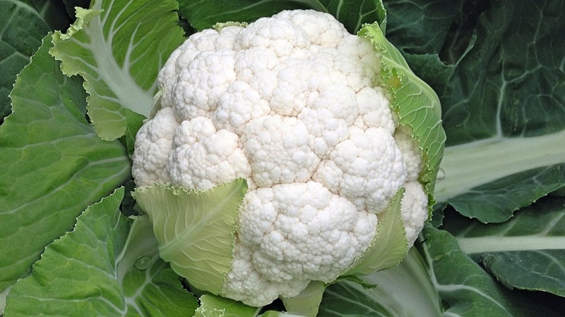 Find out if there is starch in cabbage and what are the benefits and harms of starchy vegetables