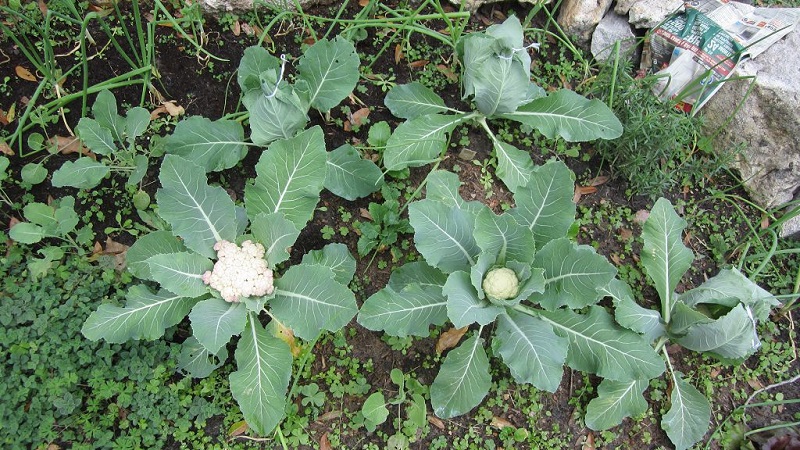 Како најбоље посадити карфиол: методе садница и методе без семенки
