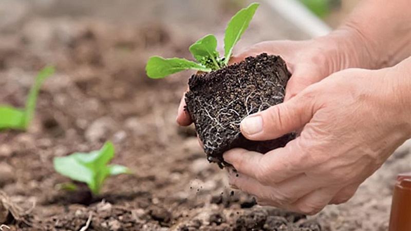Kaip geriausia sodinti žiedinius kopūstus: daigai ir be sėklų metodai
